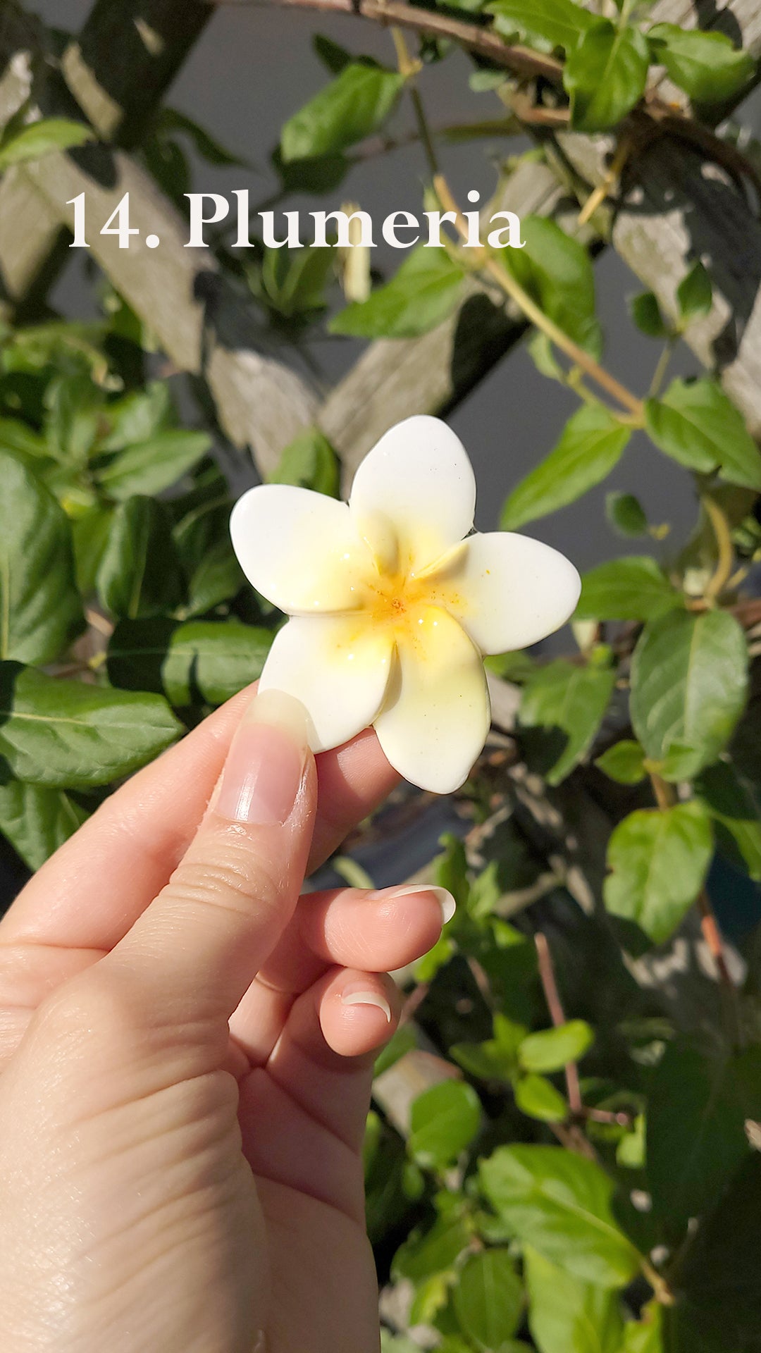 Pins en forme de fleur plumeria jaune et blanche